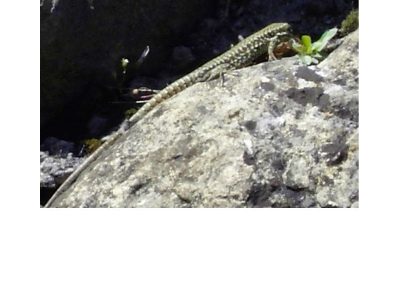 Au hasard du lÃ©zard.