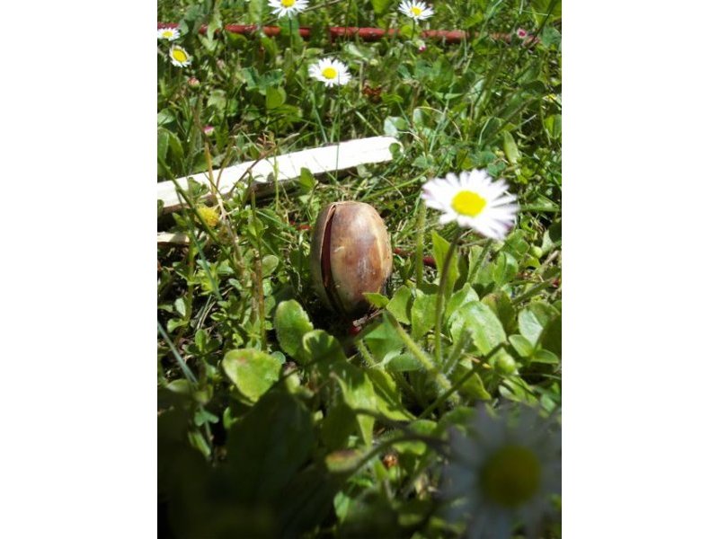 Le gland et la pÃ¢querette.