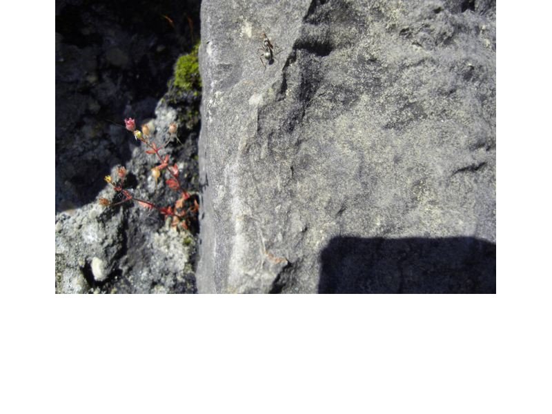 Il y aurait une fourmi..