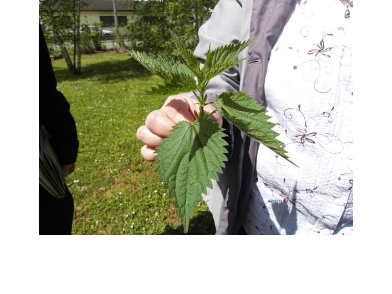 Savoir prendre l'ortie.