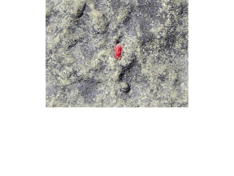 Cet animal est rÃ©ellement tout petit.