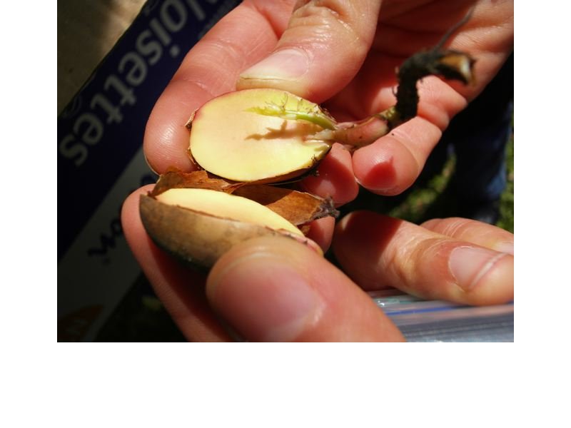 rÃ©vÃ©lation de la plantule.